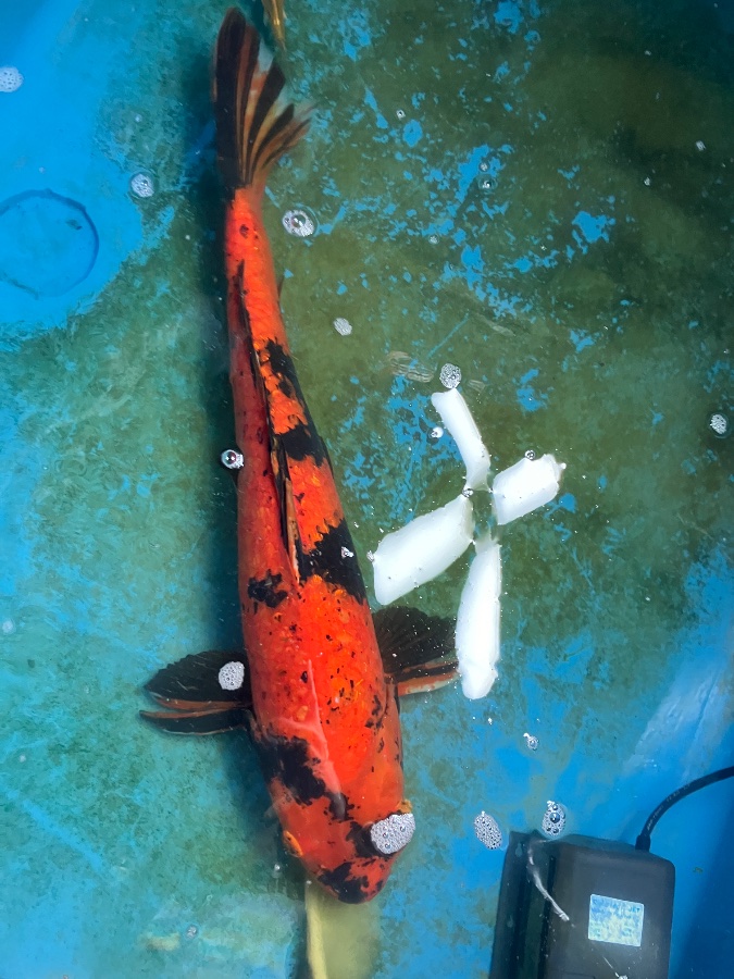 緋写り・黄写り