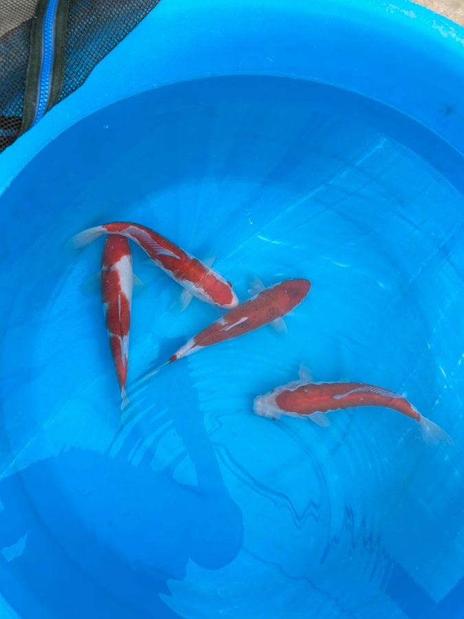 紅白 当歳 複数