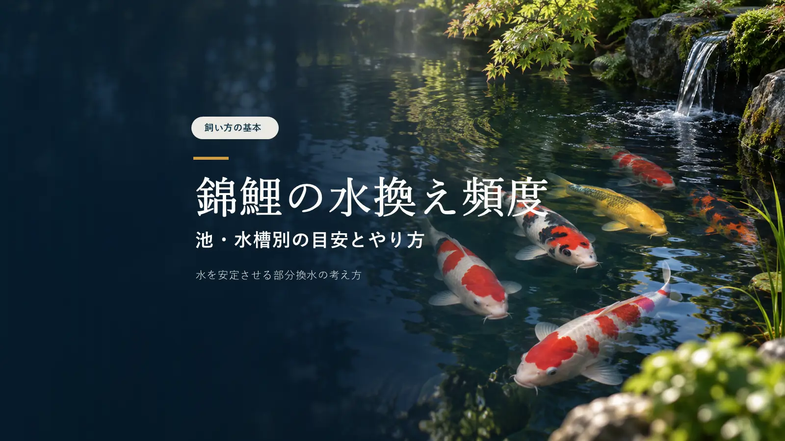 錦鯉の水換え頻度はどれくらい？池・水槽別の目安とやり方