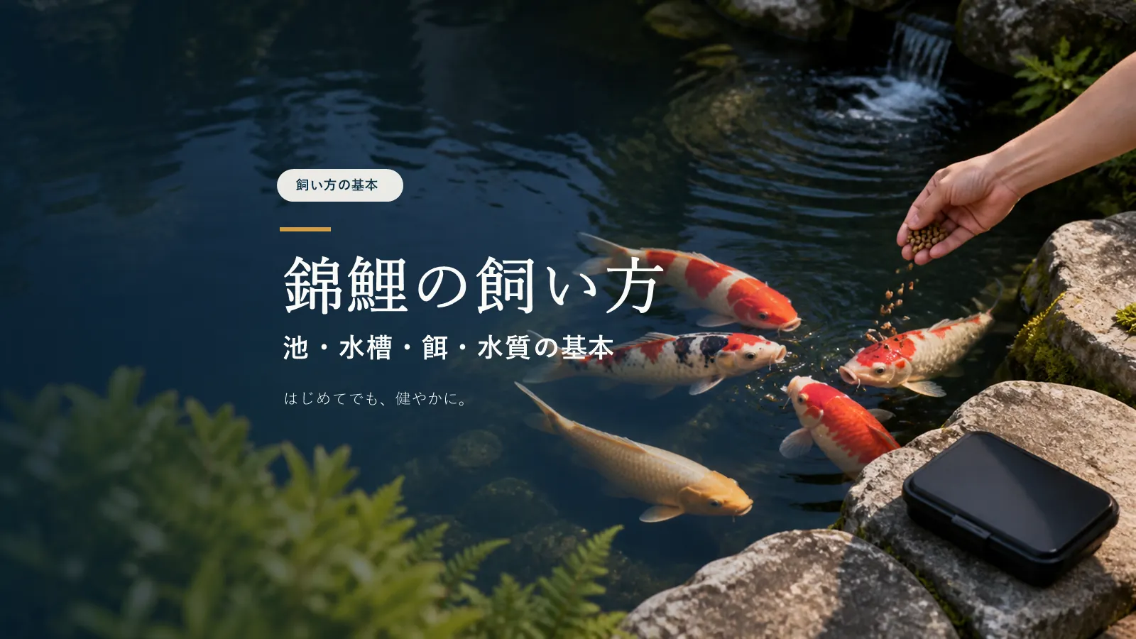 錦鯉の飼い方｜初心者が最初に知っておきたい水槽・池・餌・水質の基本