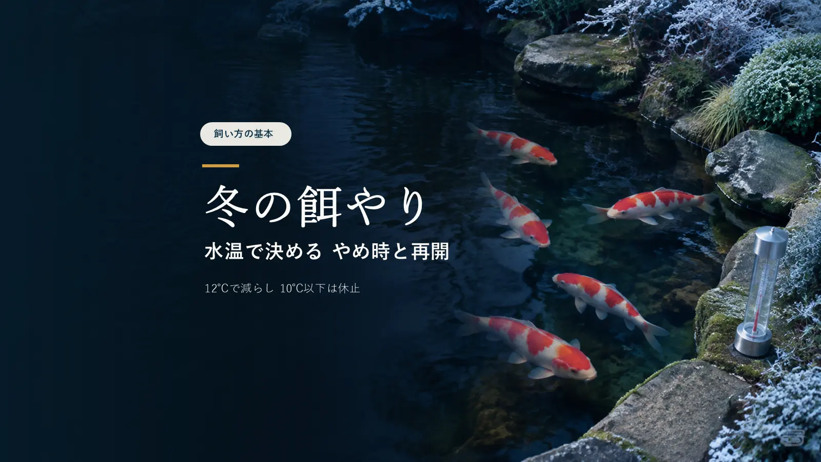 錦鯉の餌は冬どうする？水温別のやめ時と再開の目安
