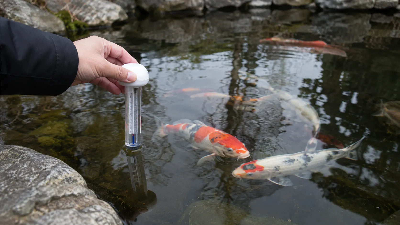 冬の庭池で水温計を確認する錦鯉の飼育風景