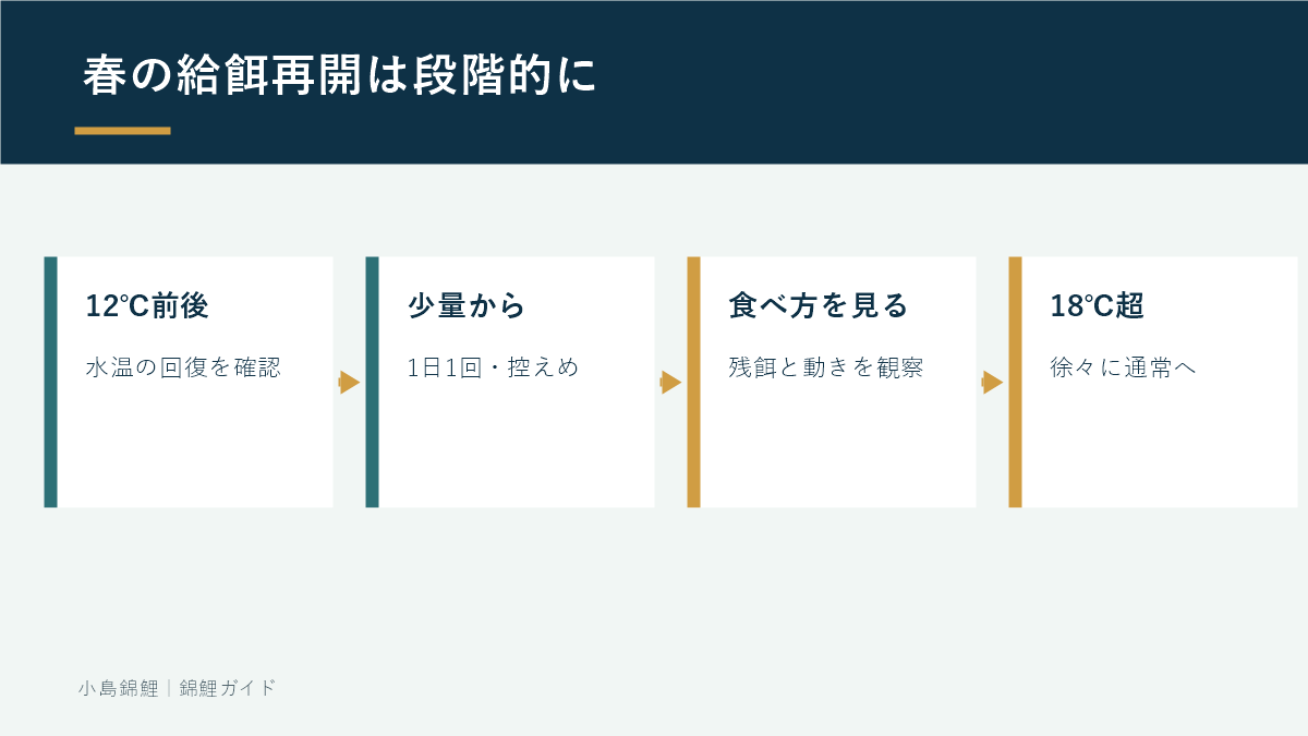 春に錦鯉の給餌を再開する段階