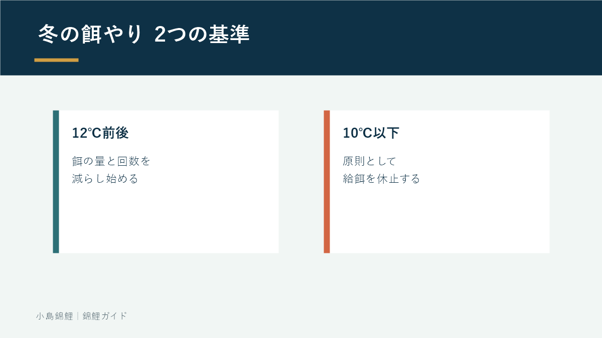 冬の錦鯉の餌やりで覚える2つの水温基準