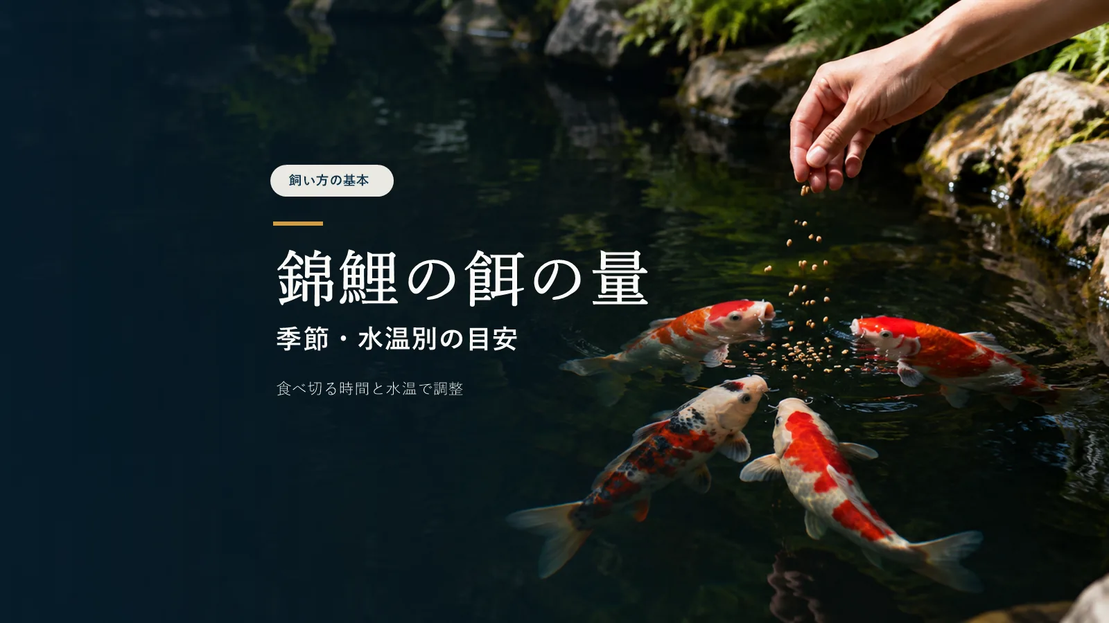 錦鯉 餌の量はどれくらい？季節・水温別の目安と与えすぎのサイン