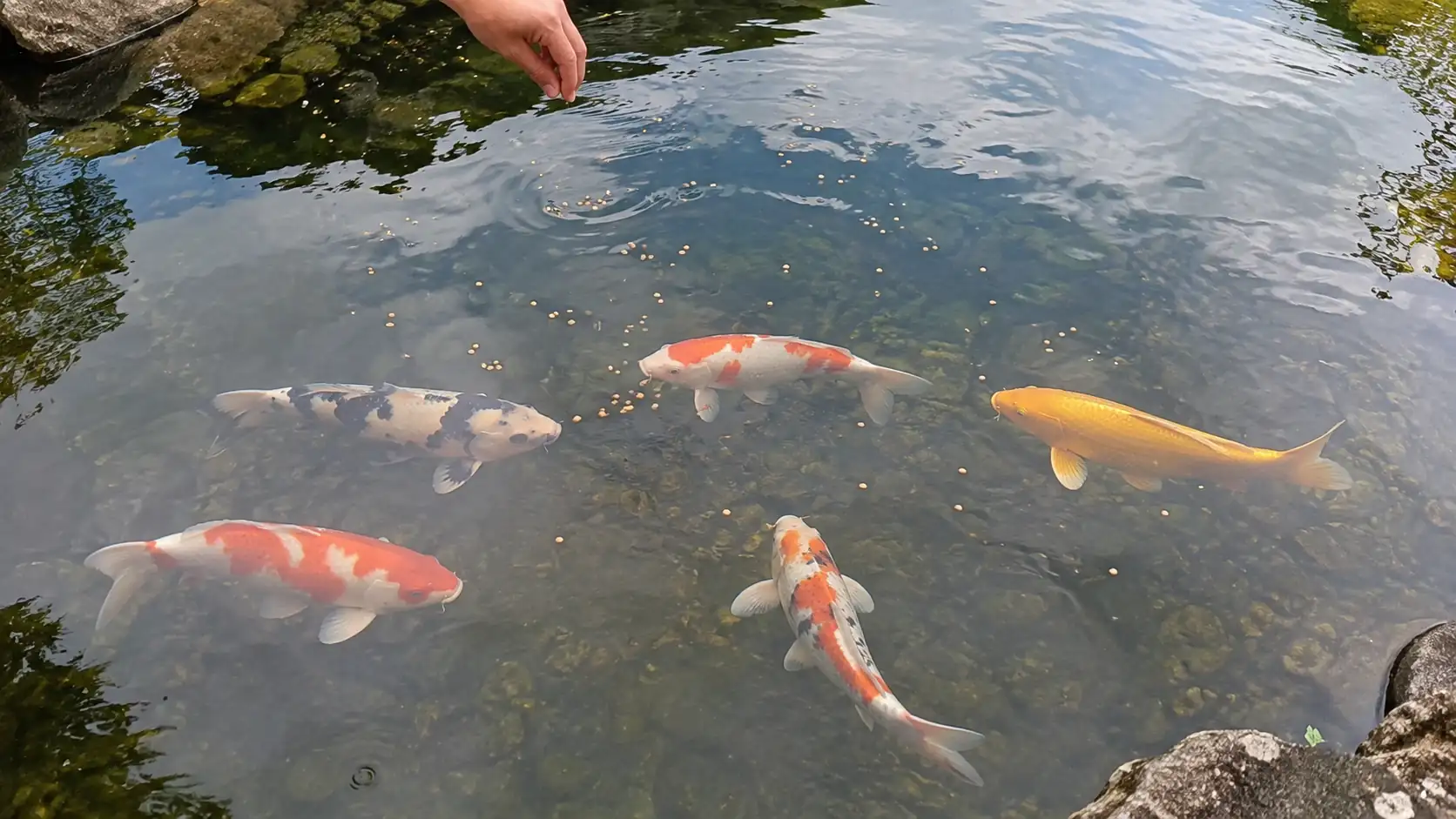 庭池で少量の餌を与えられ集まる錦鯉
