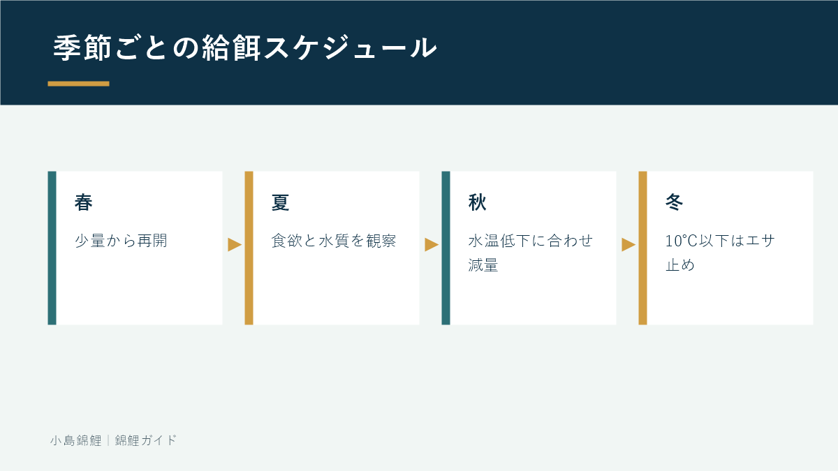 春夏秋冬で変える錦鯉の給餌スケジュール