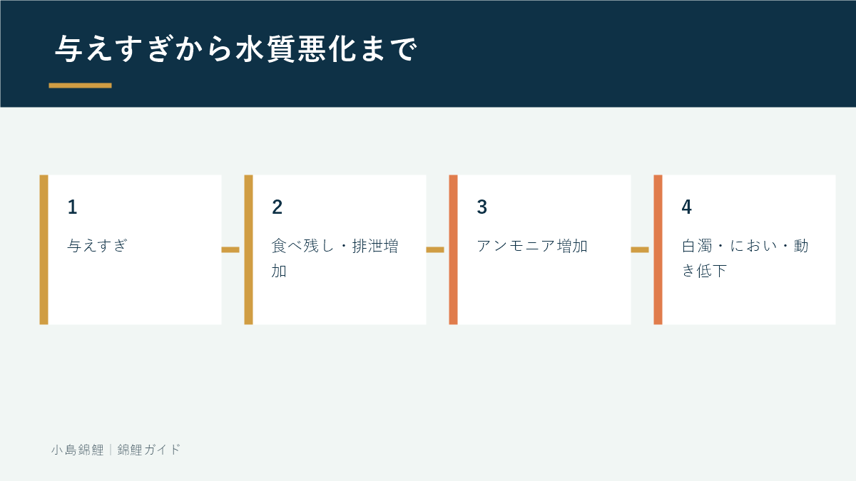 餌の与えすぎが錦鯉の水質悪化につながる流れ