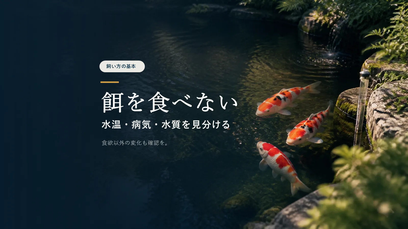 錦鯉が餌を食べない原因は？季節・病気・水質の見分け方