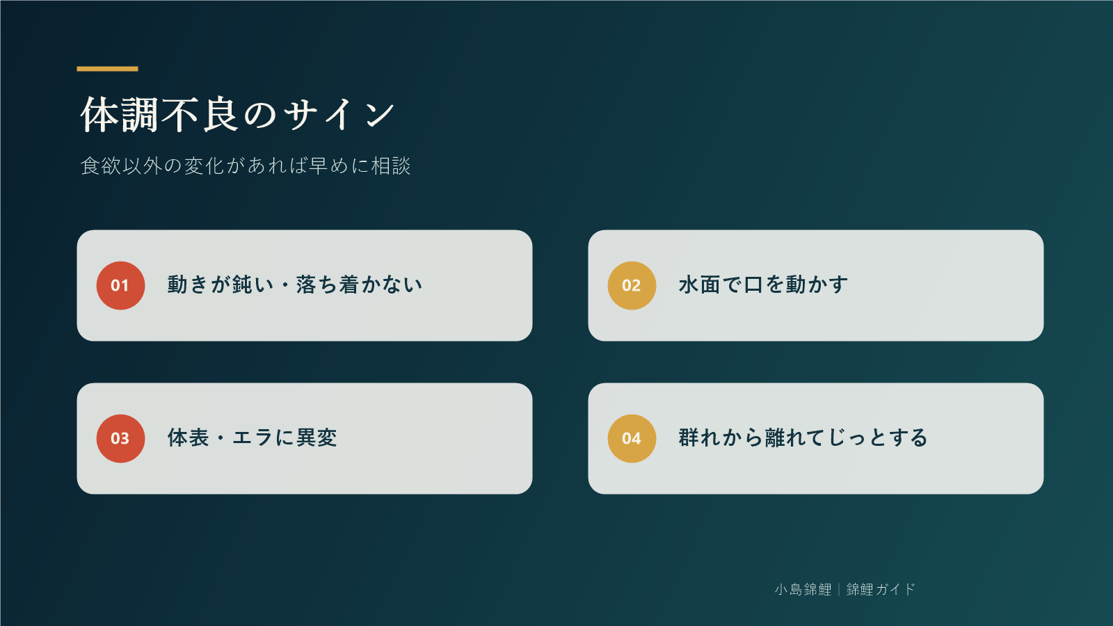錦鯉の体調不良で確認する4つのサイン