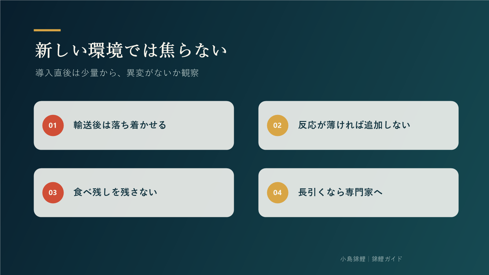 新しい環境で錦鯉が食べないときの対応