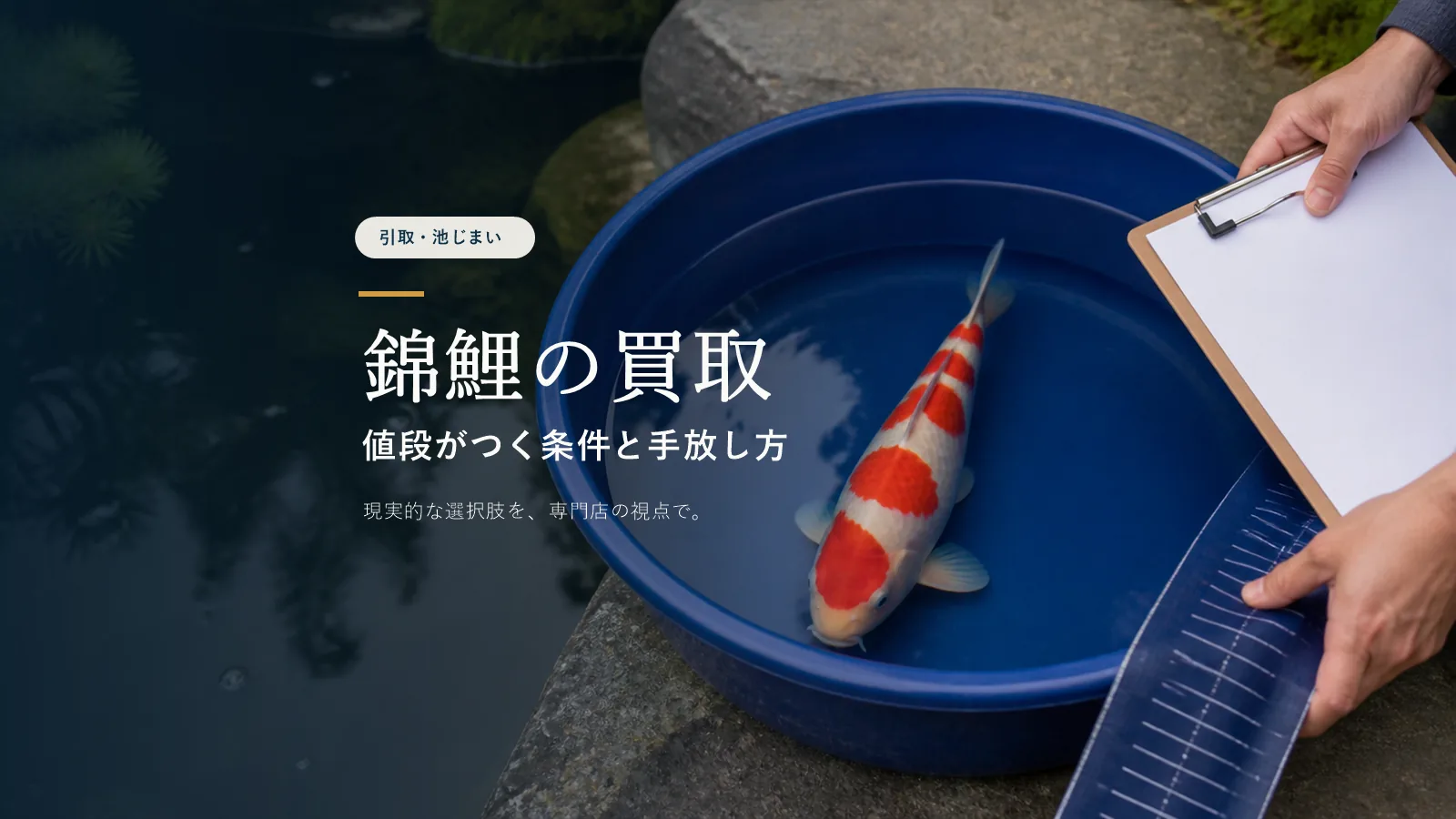 錦鯉は買取してもらえる？買取相場の現実と手放し方を専門店が解説