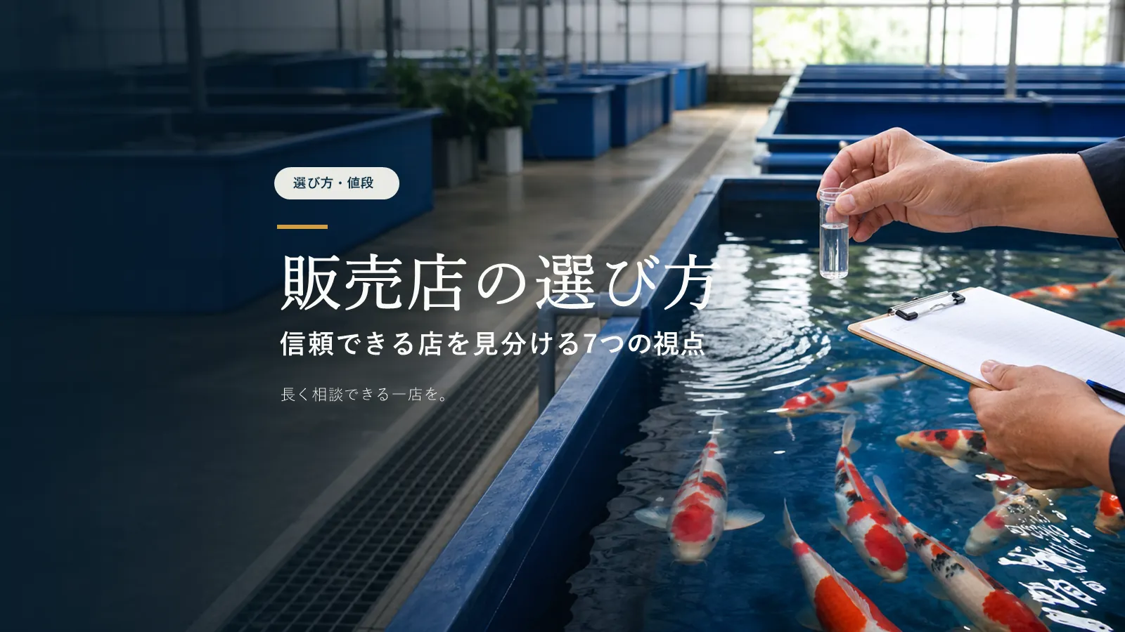 錦鯉販売店の選び方｜初心者が確認したい7つのポイント