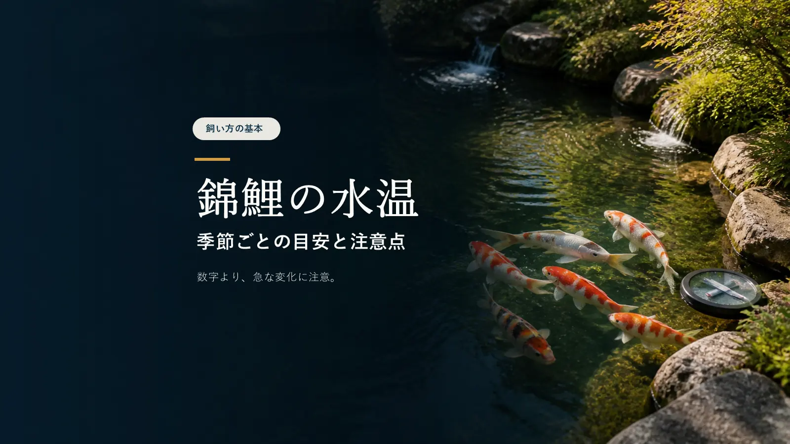 錦鯉の水温は何度が適温？季節ごとの目安と注意点