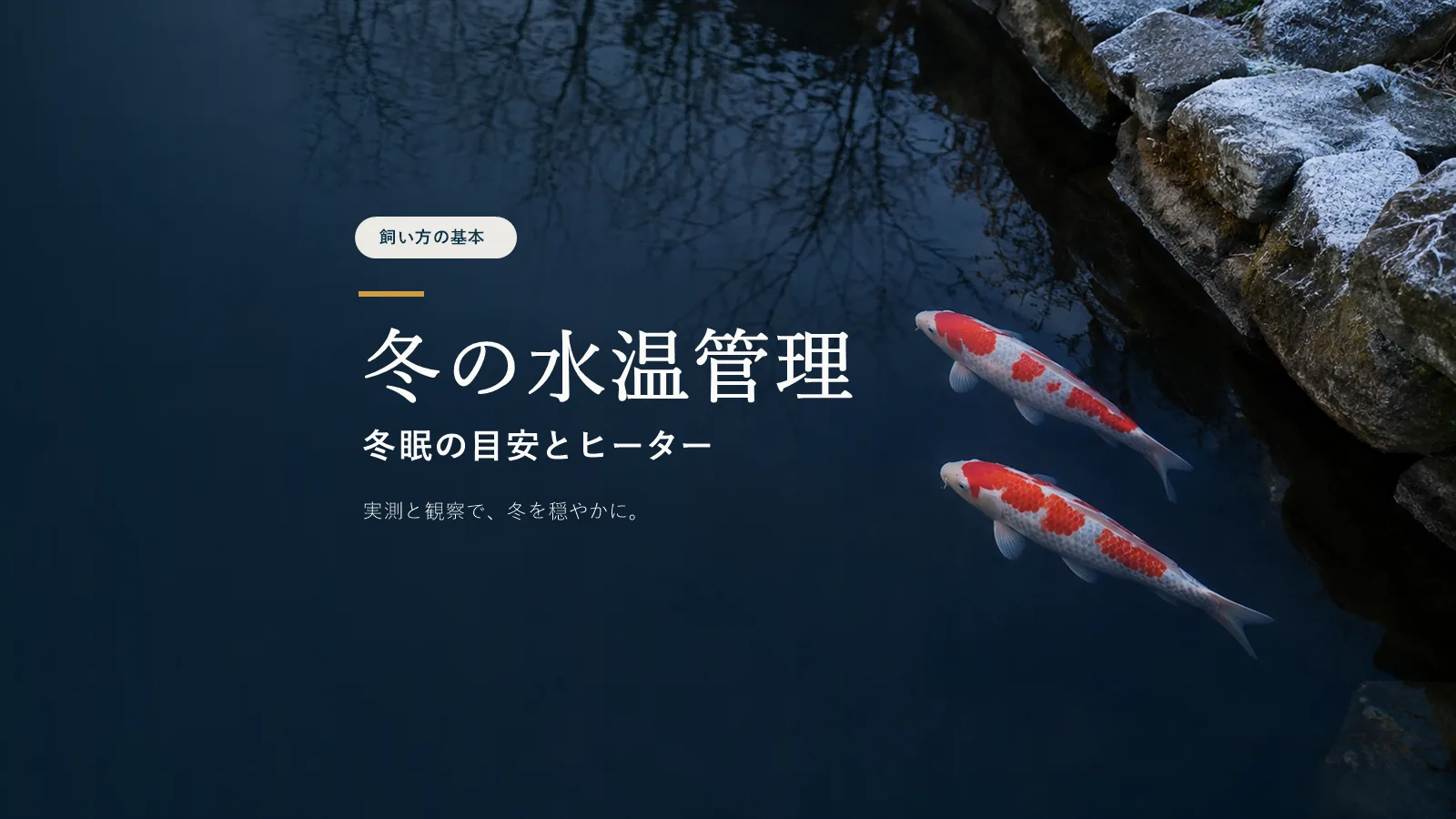 錦鯉の水温は冬どうする？冬眠の目安とヒーターの要否