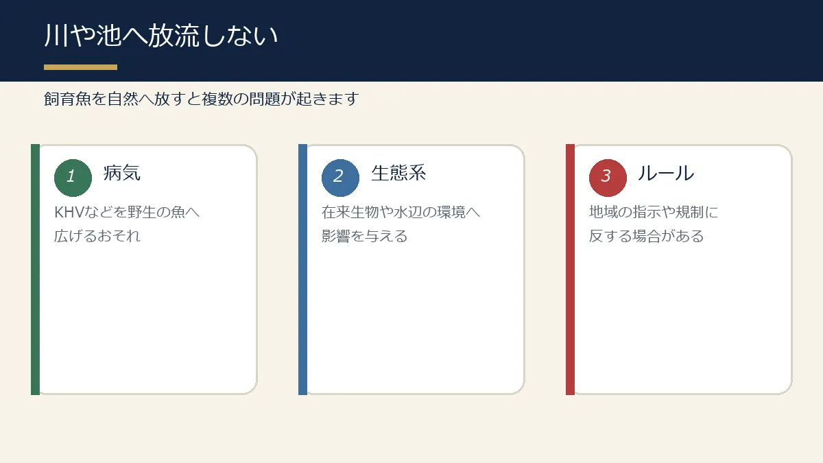 飼育していた錦鯉を川や池へ放流してはいけない理由の図解