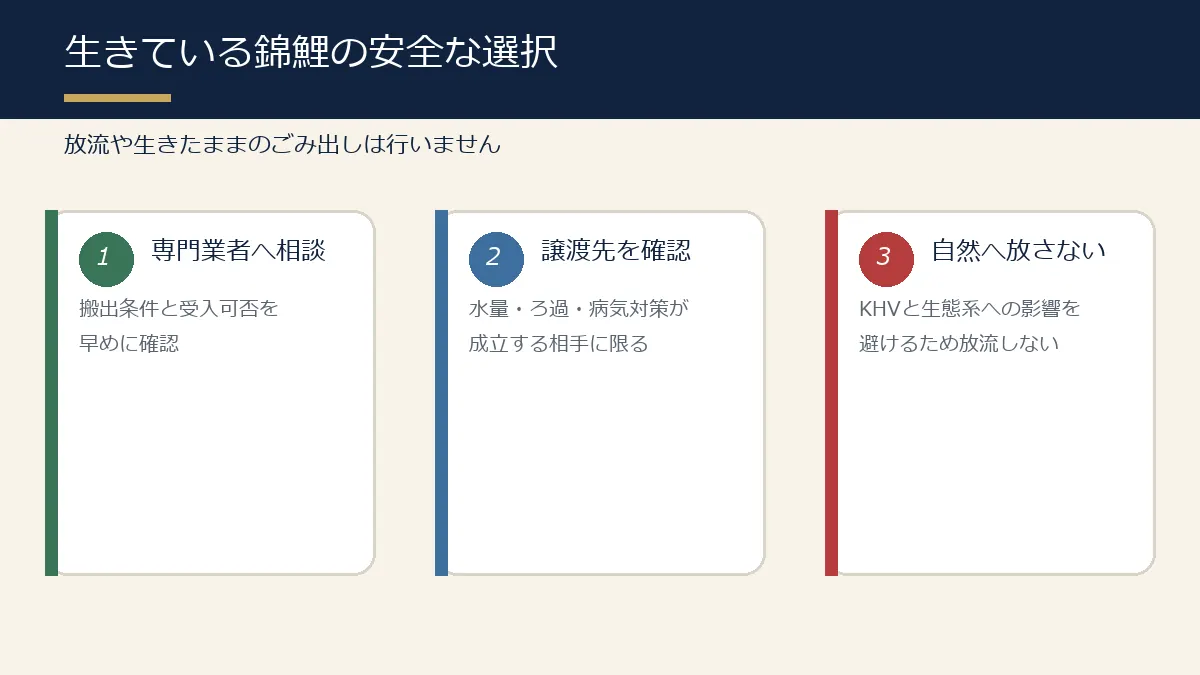 生きている錦鯉を安全に手放す3つの確認事項 生きている錦鯉を安全に手放す3つの確認事項