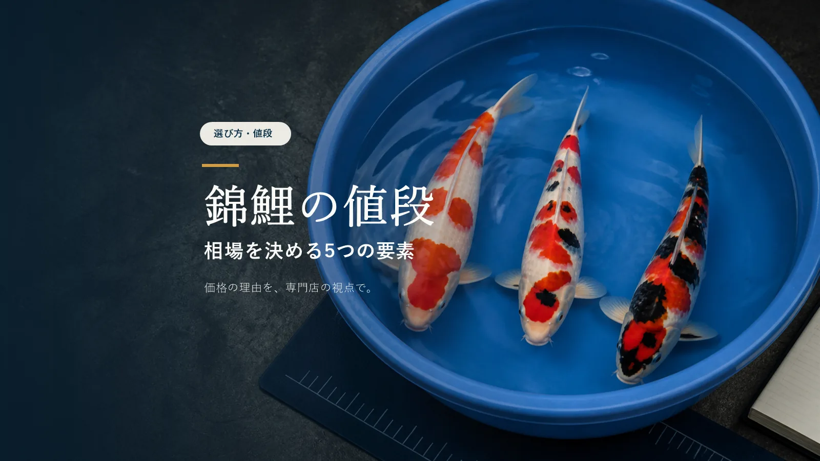錦鯉の値段相場はいくら？サイズ・品種で変わる価格の目安【専門店解説】